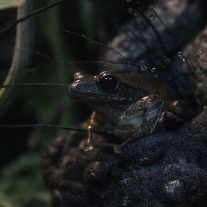 Common tree frog (Polypedates leucomystax)