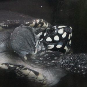 Black pond turtle (Geoclemys hamiltonii)