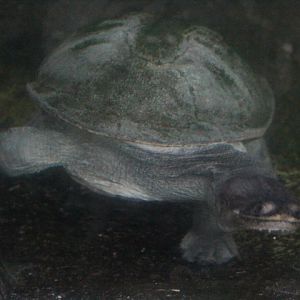 Northern snake-necked turtle (Chelodina rugosa)