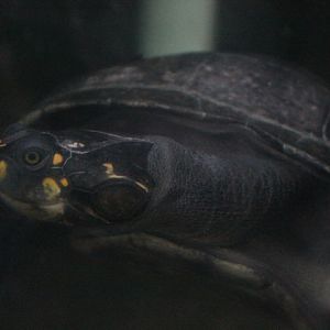 Yellow-spotted river turtle (Podocnemis unifilis)