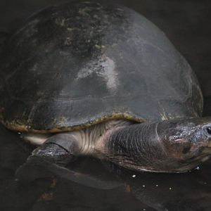 Malaysian giant turtle (Orlitia borneensis)