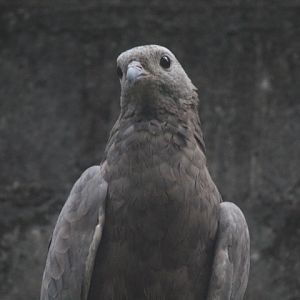 Oriental honey buzzard (Pernis ptilorhynchus orientalis)