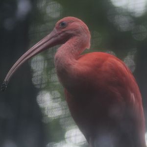 Scarlet ibis (Eudocimus ruber)