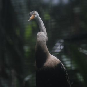 Oriental darter (Anhinga melanogaster)