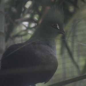 Buffon's turaco (Tauraco persa buffoni)