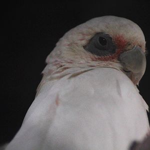 New Guinea corella (Cacatua sanguinea transferata)