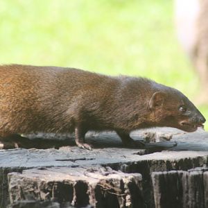 Javan mongoose (Urva javanica javanica)