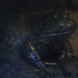 American bullfrog (Lithobates catesbeianus)