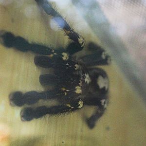 Peacock tarantula (Poecilotheria metallica)