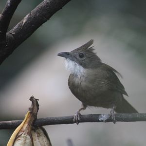 Ochraceous bulbul (Alophoixus ochraceus sumatranus)