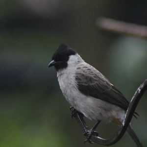 Sooty-headed bulbul (Pycnonotus aurigaster aurigaster)