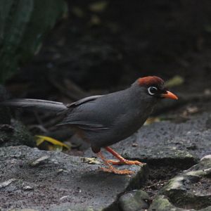 Chestnut-capped laughingthrush (Pterorhinus mitratus)