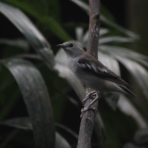 Daurian starling (Agropsar sturninus)