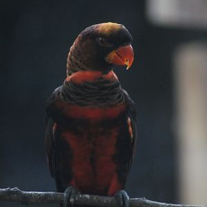 Dusky lory (Pseudeos fuscata)