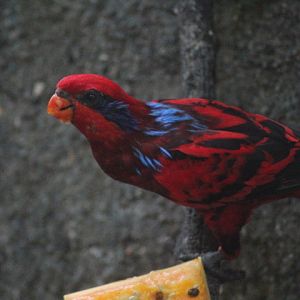 Blue-streaked lory (Eos reticulata)