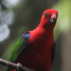 Seram king parrot (Alisterus amboinensis amboinensis)