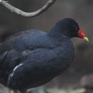 Indo-Pacific common moorhen (Gallinula chloropus)