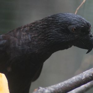 Vogelkop black lory (Chalcopsitta atra atra)