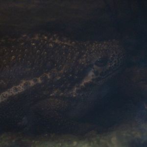 Suck toad (Pseudobufo subasper)