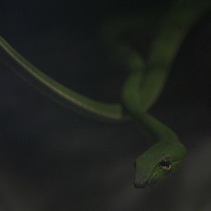 Asian vine snake (Ahaetulla prasina prasina)
