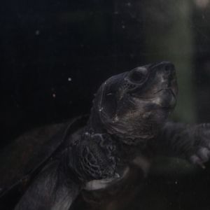 Black marsh turtle (Siebenrockiella crassicollis)