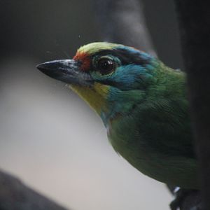 Black-browed barbet (Psilopogon oorti)