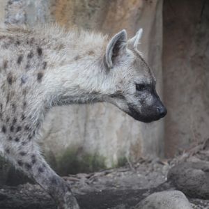 Spotted hyena (Crocuta crocuta)
