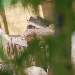 Small Indian mongoose at London Zoo, 29th June 2024