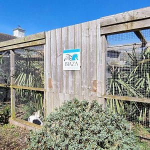 Black-and-White Ruffed Lemur Enclosure