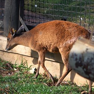 Natal Red Duiker (Cephalophus natalensis)