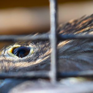 Kea (Nestor notabilis)