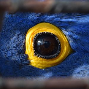 Hyacinth Macaw (Anodorhynchus hyacinthinus)