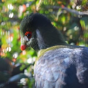 White-cheeked Turaco (Tauraco leucotis)