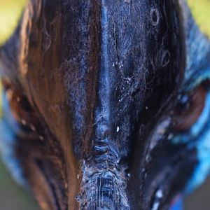 Southern Cassowary (Casuarius casuarius)