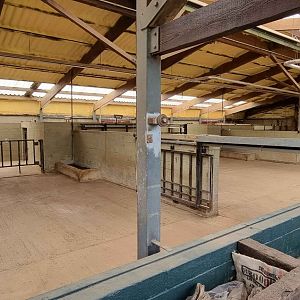 Southern White Rhinoceros Indoors