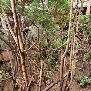 Rainforest Life - Main Walkthrough