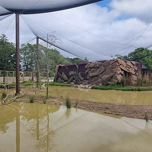 Greater Flamingo Aviary