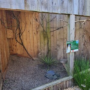 American Kestrel Aviary