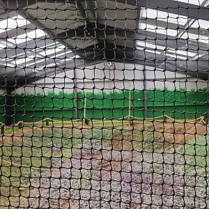 Livingstone's Flying Fox Enclosure