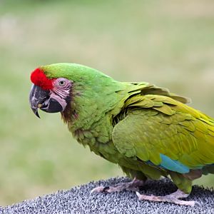 Military Macaw
