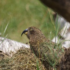 Kea