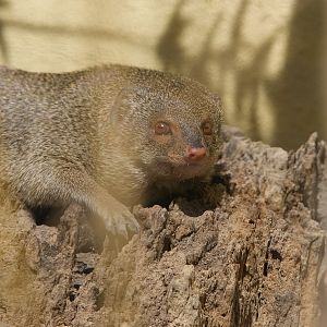 Small Indian mongoose - (29/06/2024)