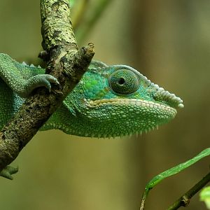 Panther chameleon : Chester Zoo : 24 Jun 2024
