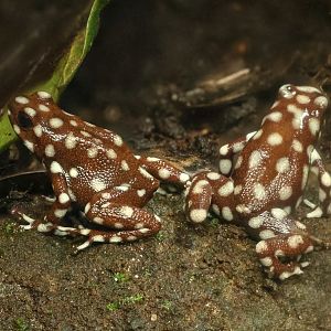 Marañón poison frog : Chester Zoo : 24 Jun 2024