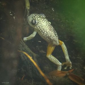 White-spotted reed frog : Chester Zoo : 24 Jun 2024