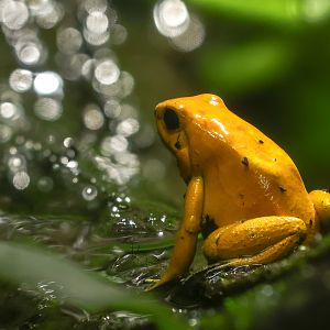 Golden poison frog : Chester Zoo : 24 Jun 2024