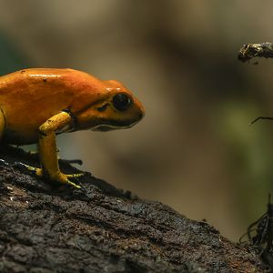 Golden poison frog : Chester Zoo : 24 Jun 2024