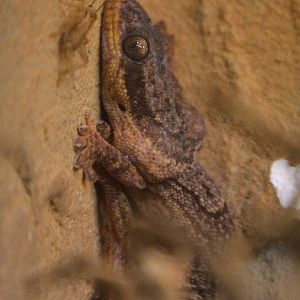 Banded velvet gecko (Homopholis fasciata)