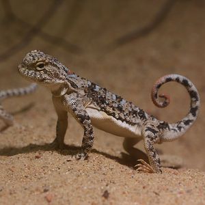 Sunwatcher toadhead agama (Phrynocephalus helioscopus varius)