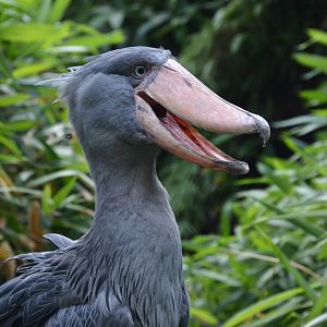 Shoebill (Balaeniceps rex)